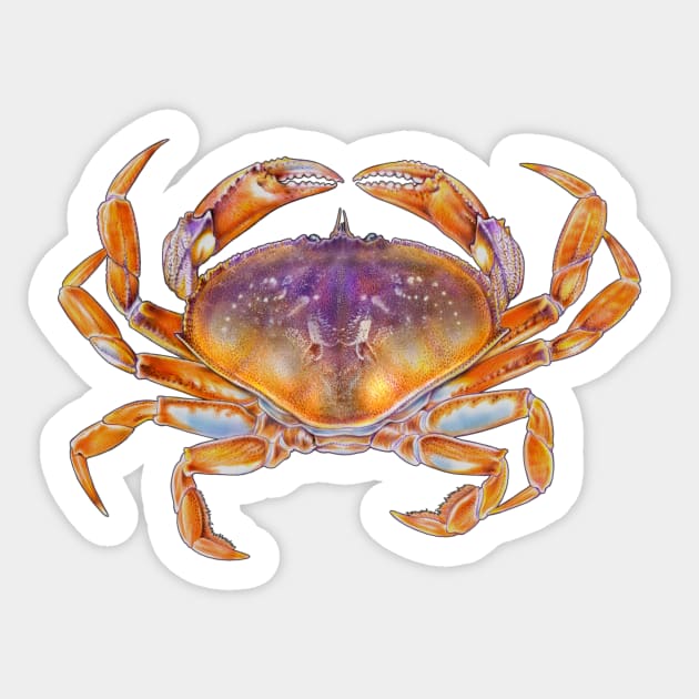 Dungeness crab Sticker by Tim Jeffs Art